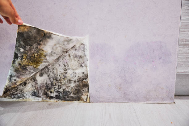 Attic Mold Removal in Blair, WI
